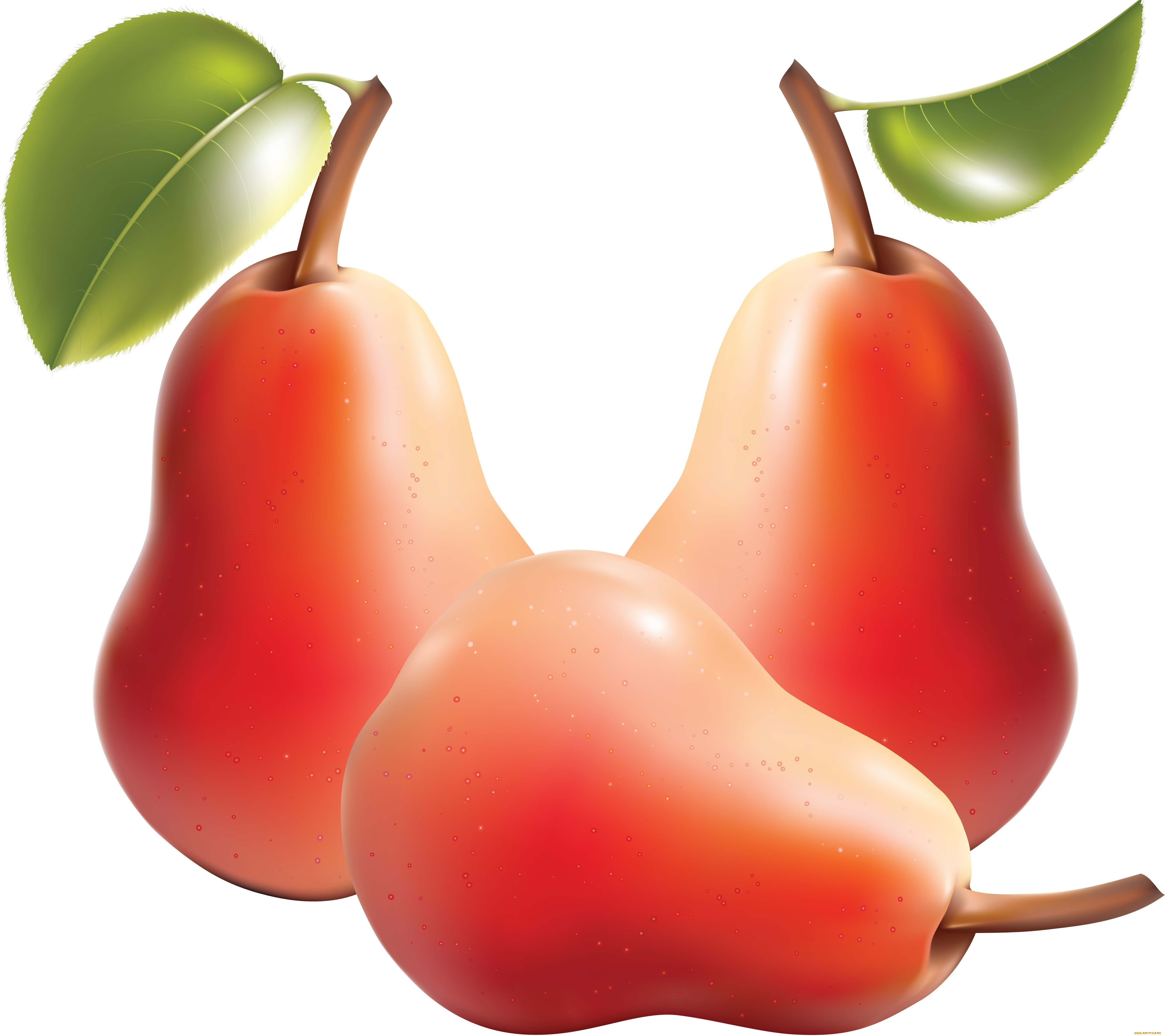 векторная, графика, еда, груши, листья, фон