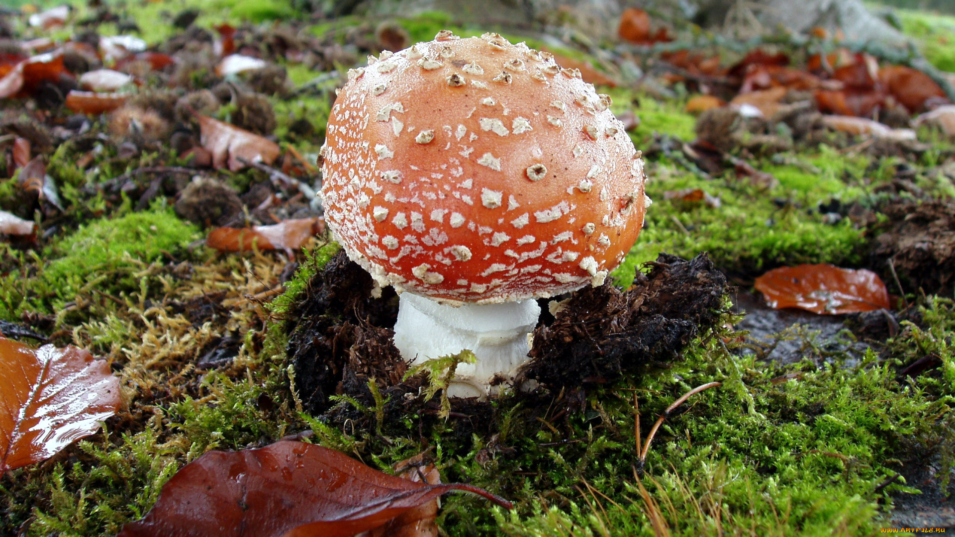 природа, грибы, , мухомор, осень, гриб, листья, мох