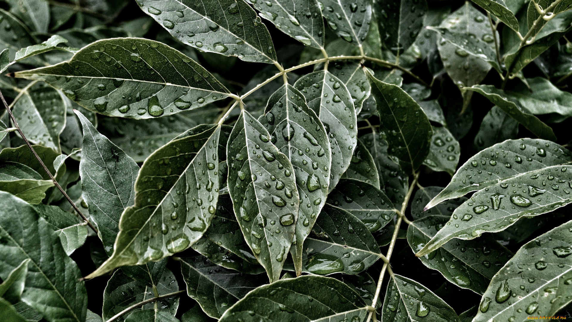 природа, листья, капли