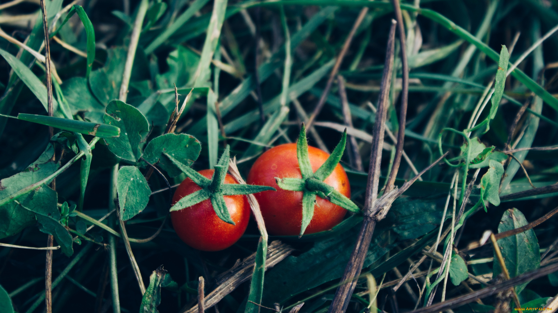 природа, плоды, помидоры, томаты