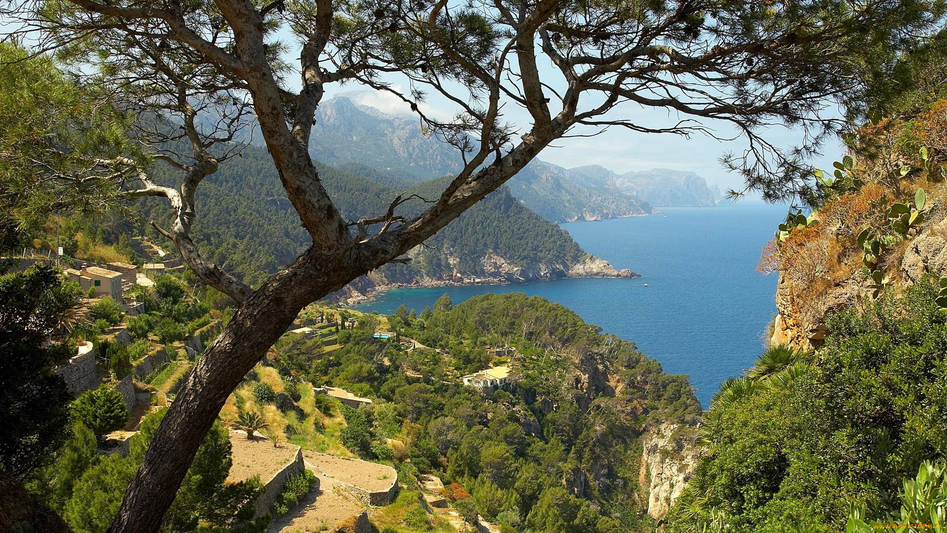 природа, побережье, деревья