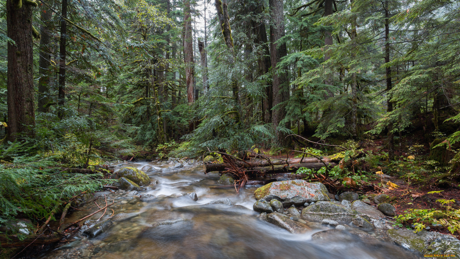 природа, реки, озера, лес, река