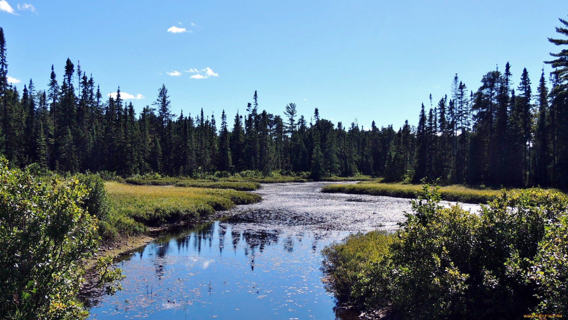 природа, реки, озера, лес, река, вода
