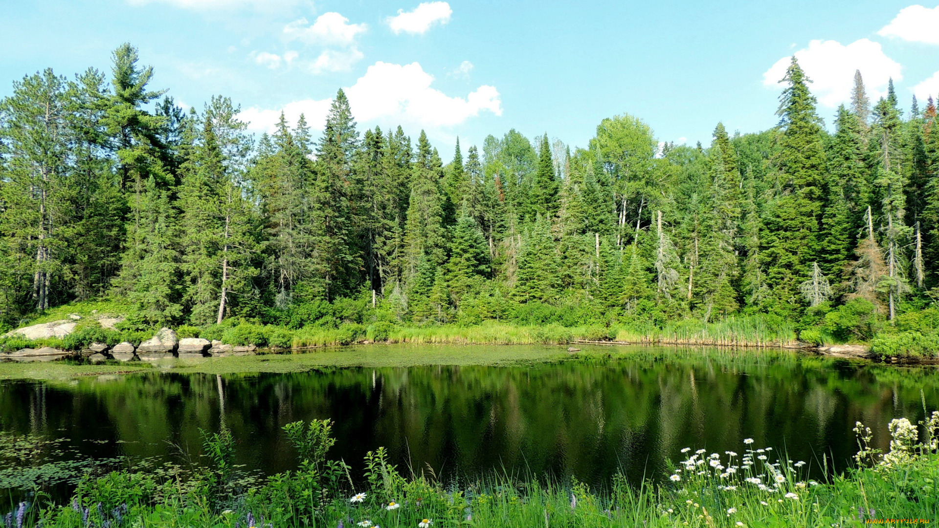 природа, реки, озера, озеро, цветы, покой, лето
