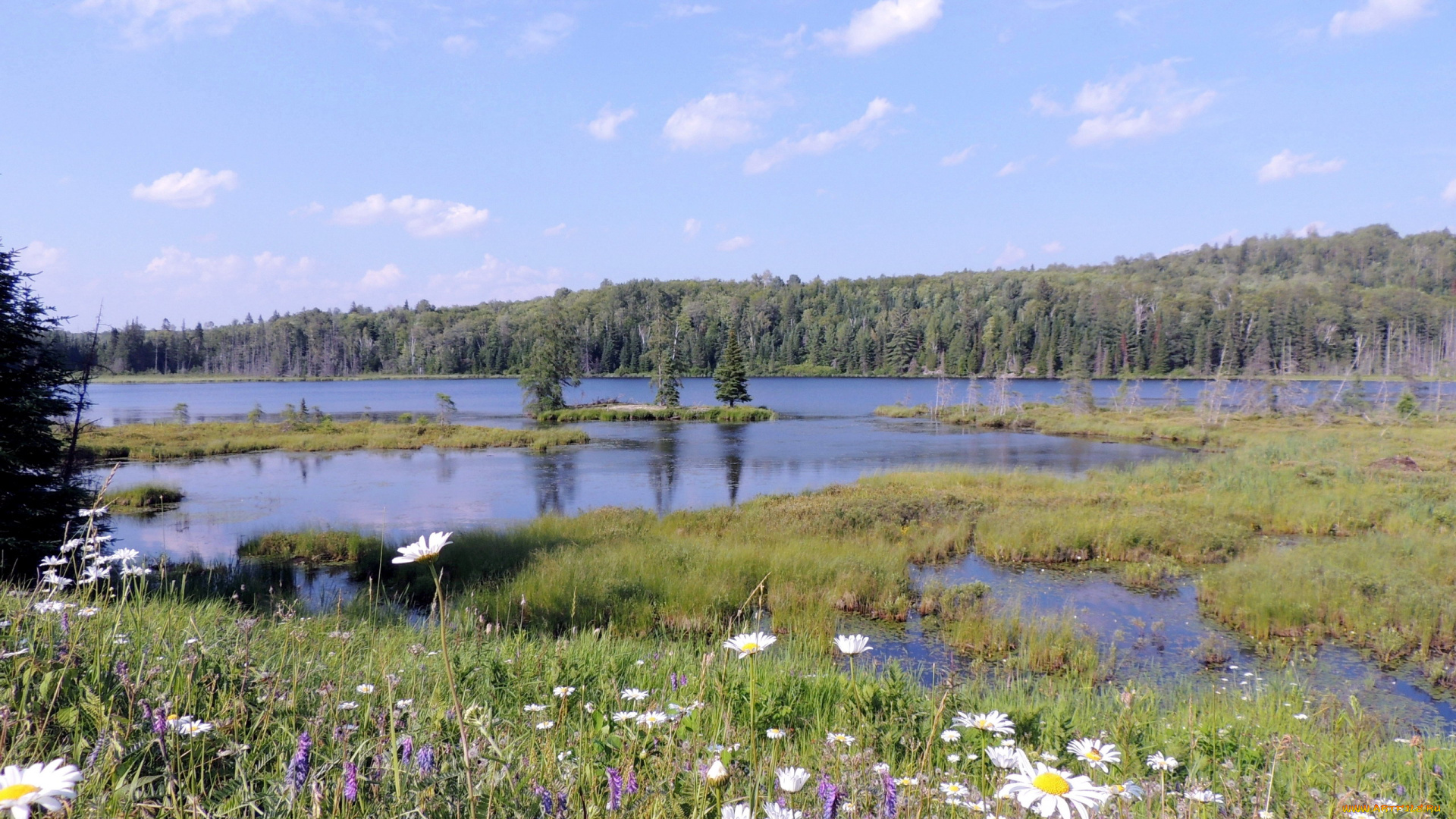 природа, реки, озера, полевые, река, ромашки, цветы, лето
