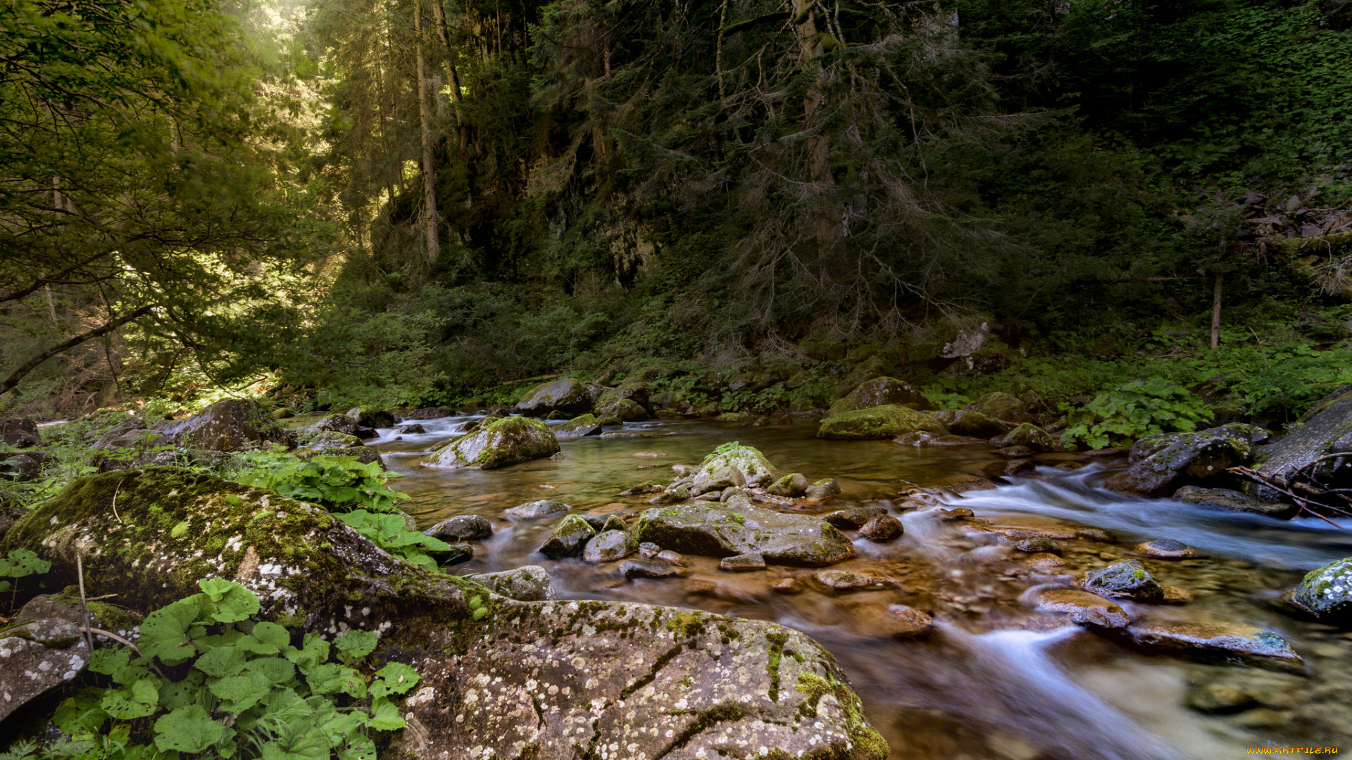 природа, реки, озера, река, лес