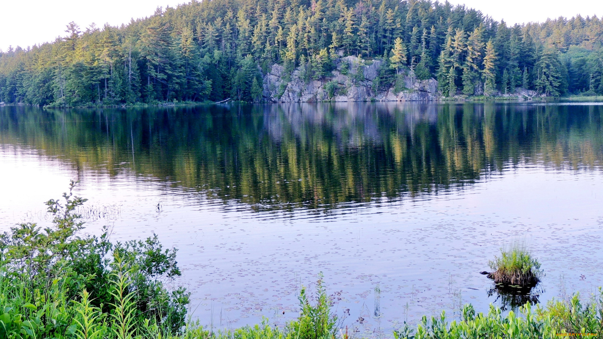 природа, реки, озера, река, отражение, лето