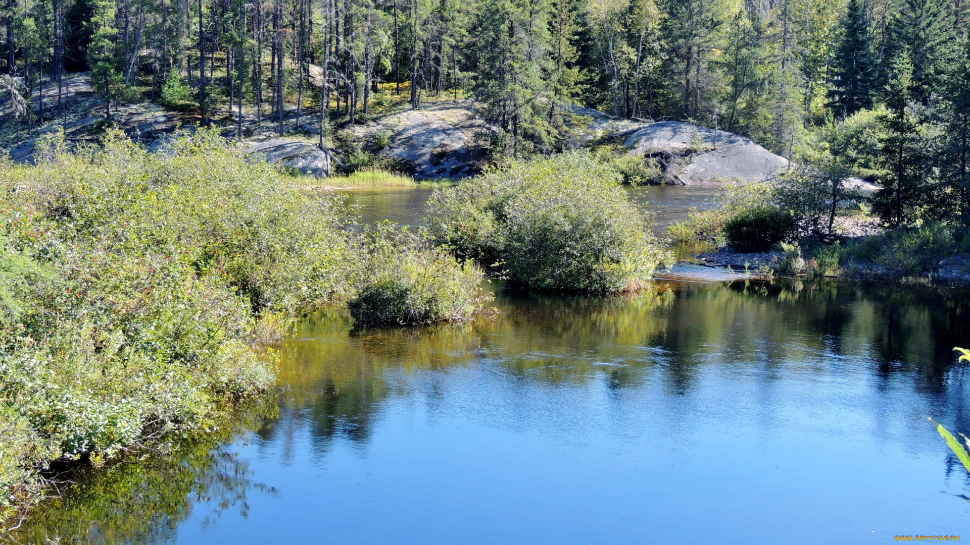 природа, реки, озера, река, вода, деревья, кусты