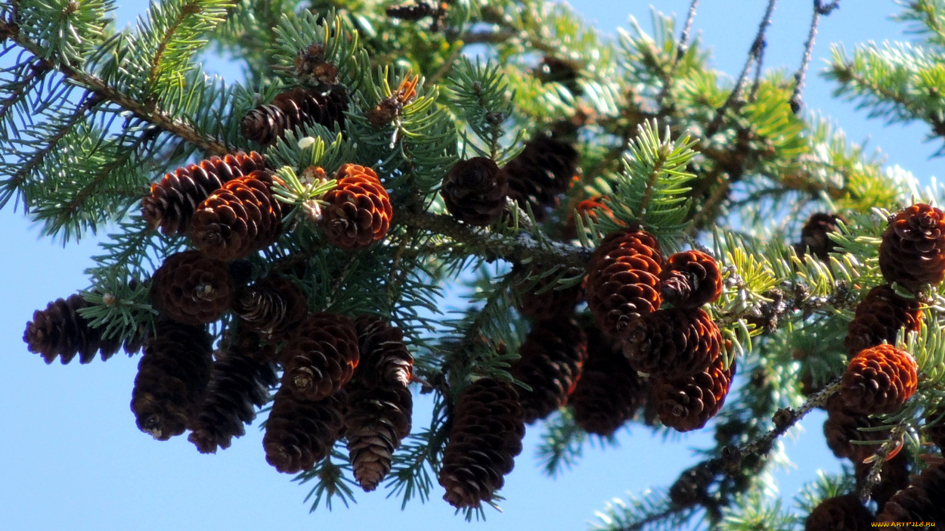 природа, шишки, , жёлуди, , каштаны, ветка