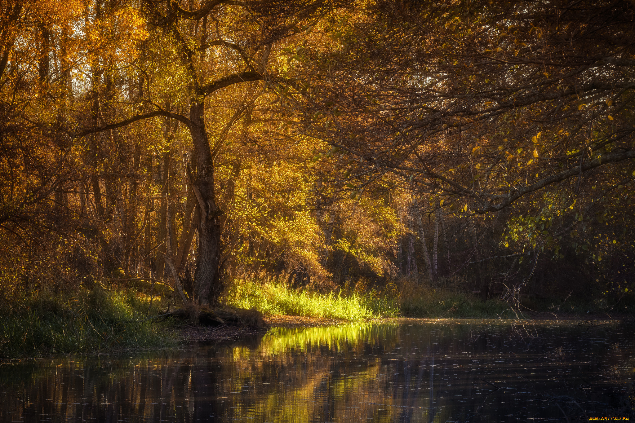 природа, реки, озера, река, лес