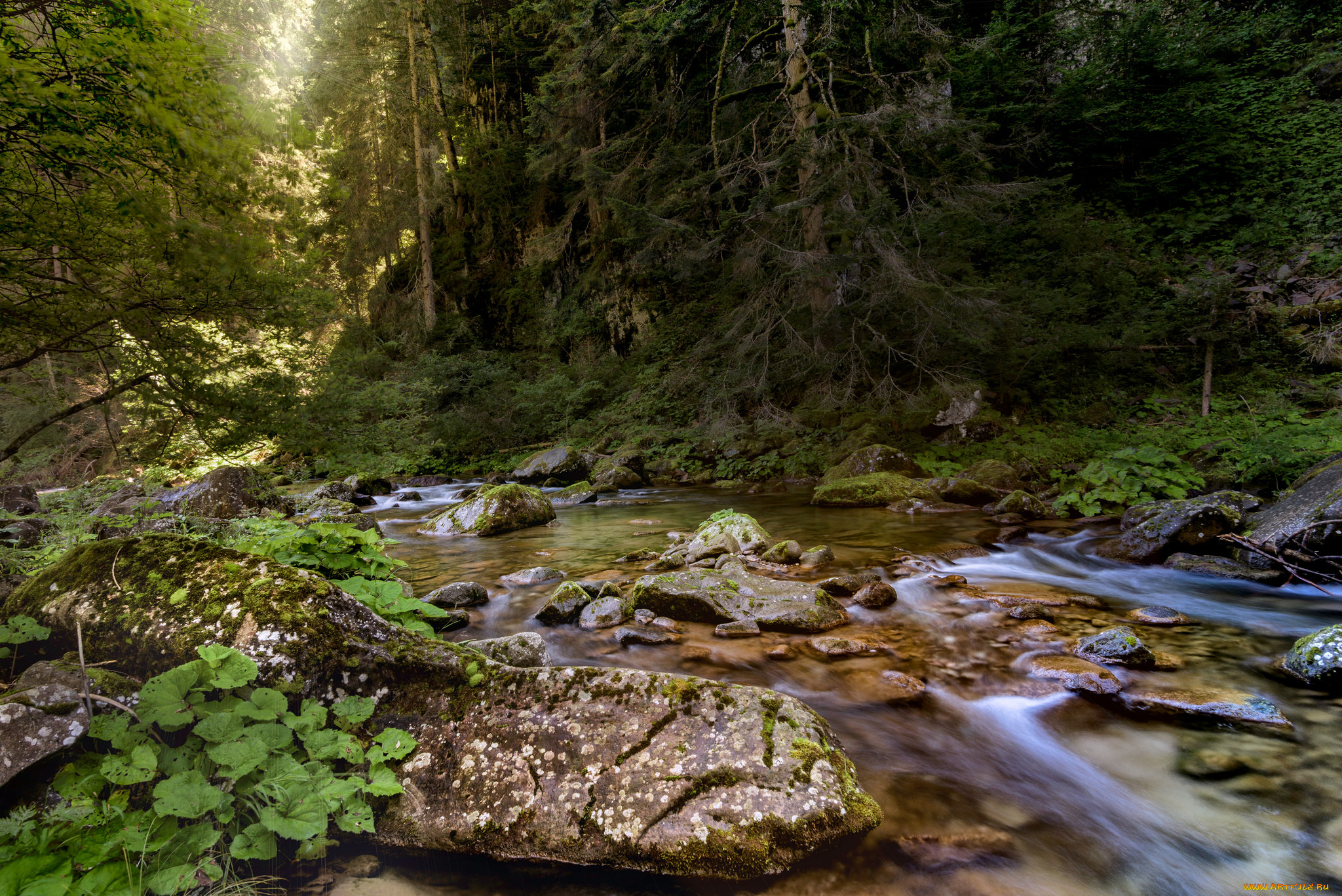 природа, реки, озера, река, лес