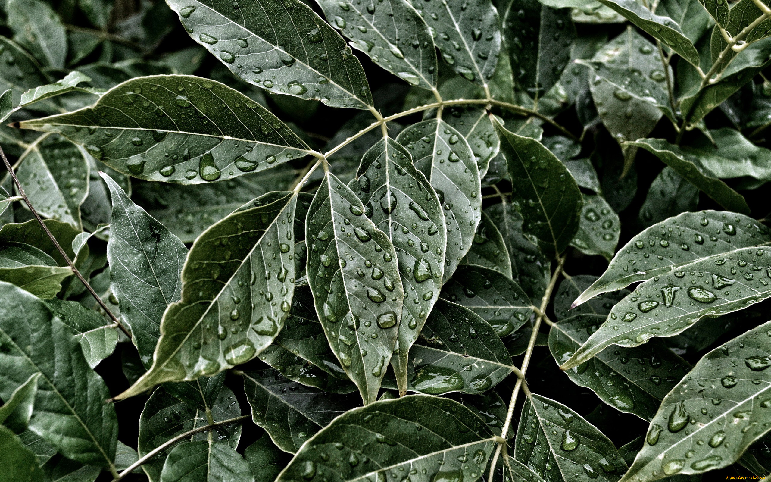 природа, листья, капли