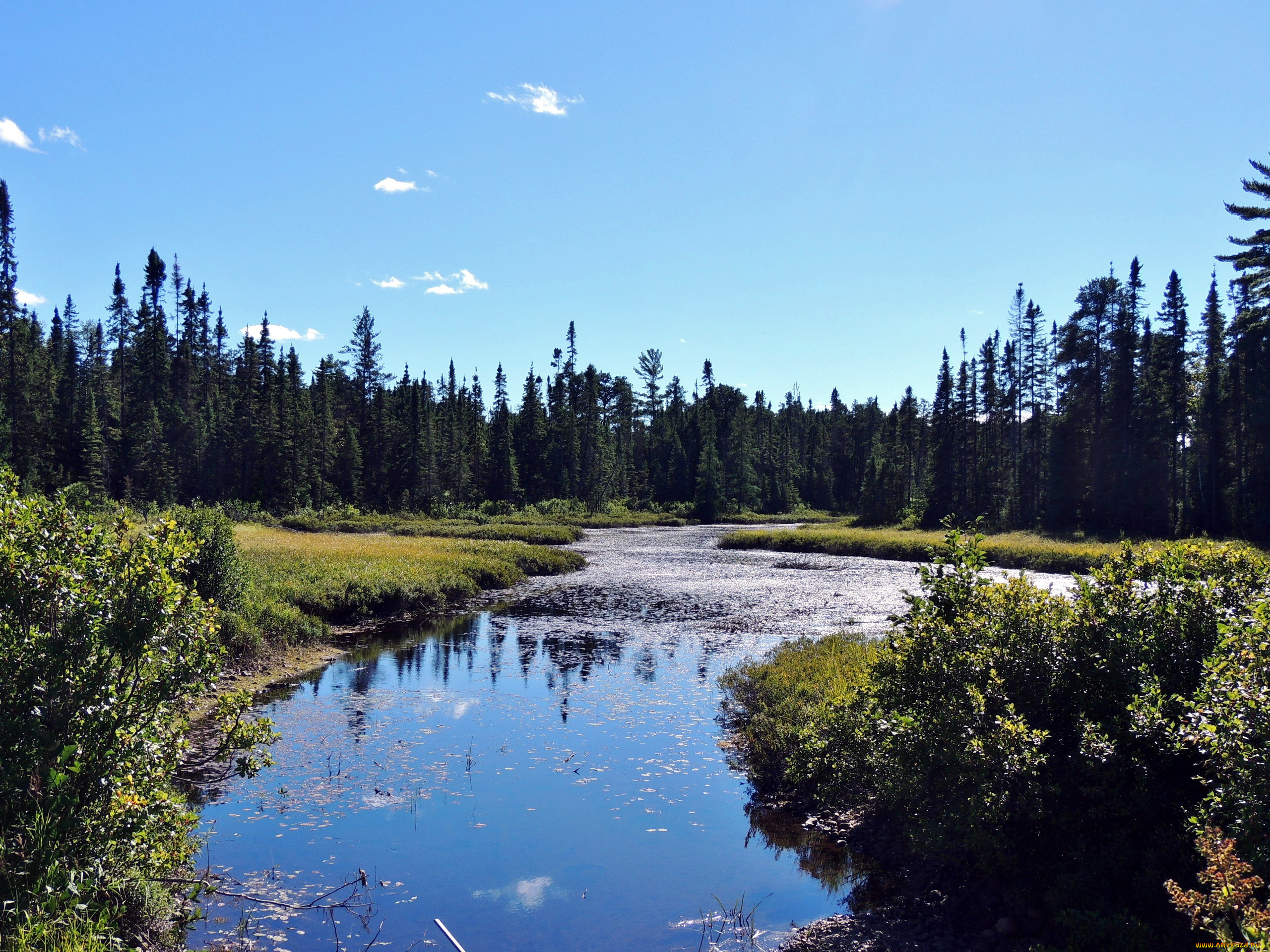 природа, реки, озера, лес, река, вода
