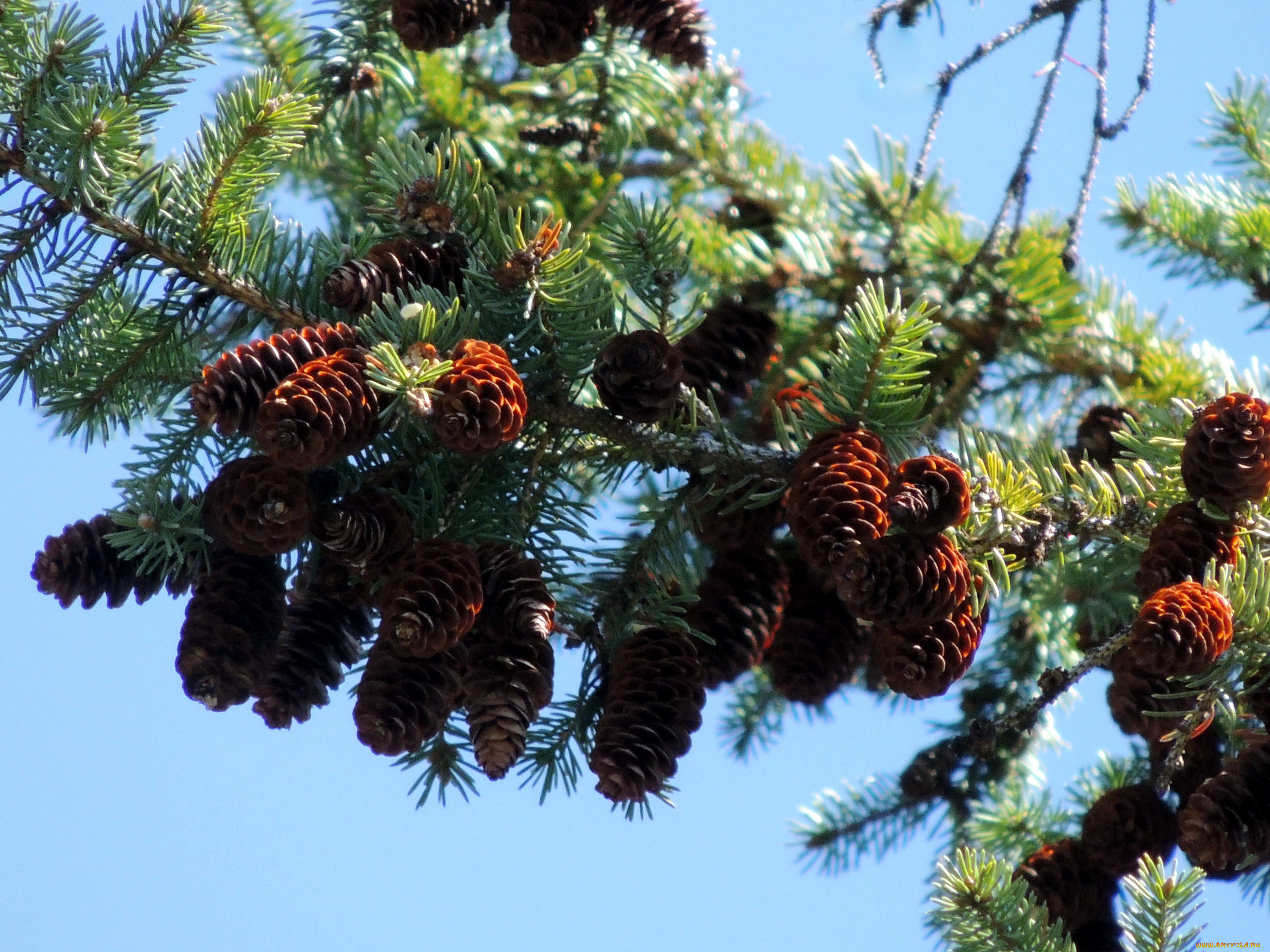 природа, шишки, , жёлуди, , каштаны, ветка