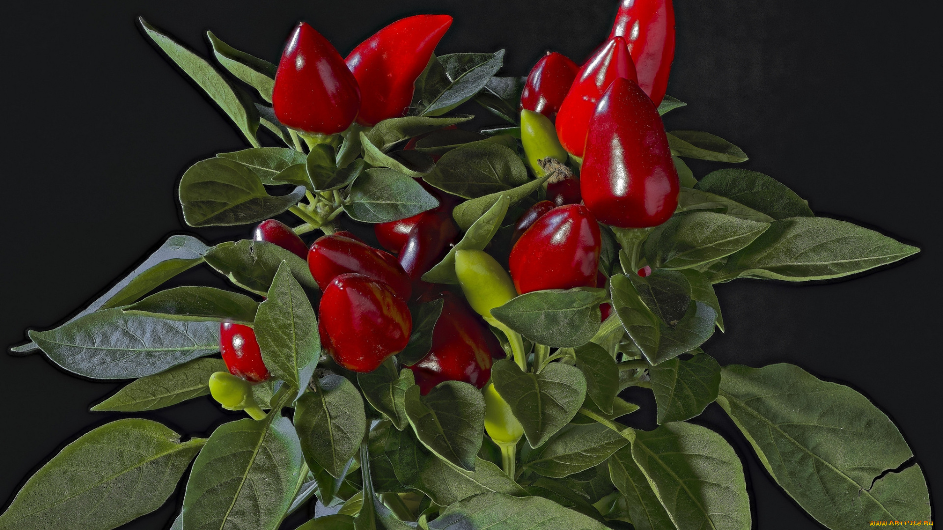 еда, перец, снедь