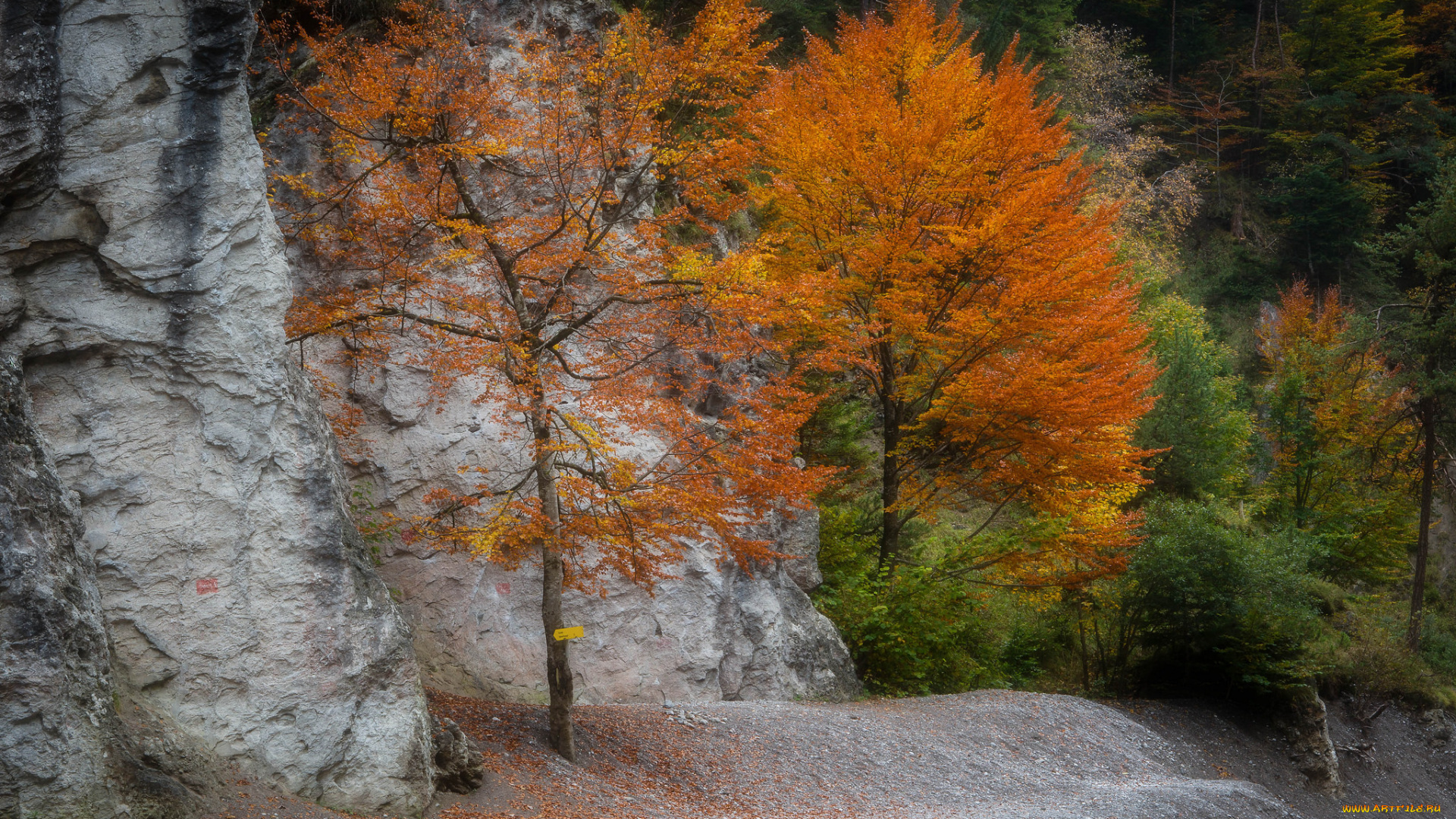 природа, деревья, простор