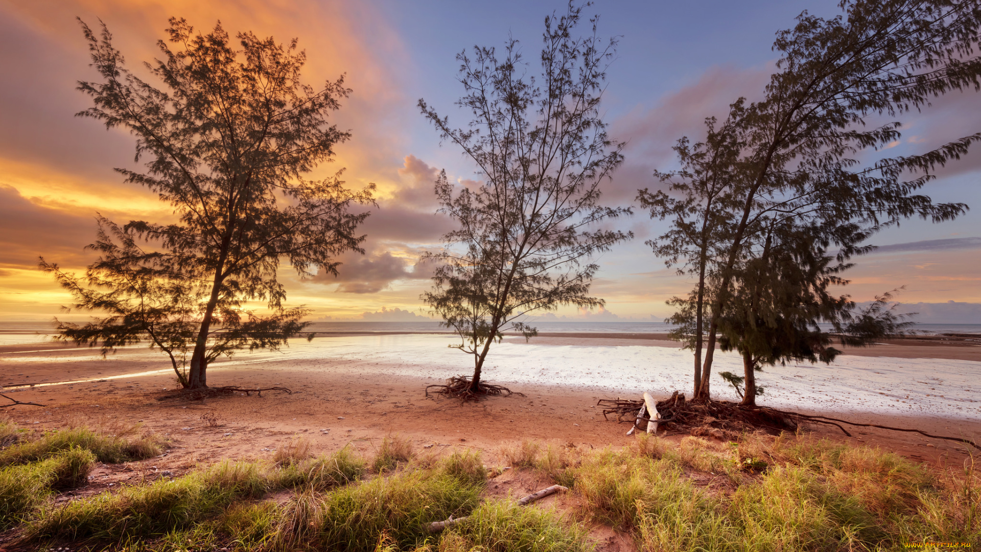 природа, деревья, простор