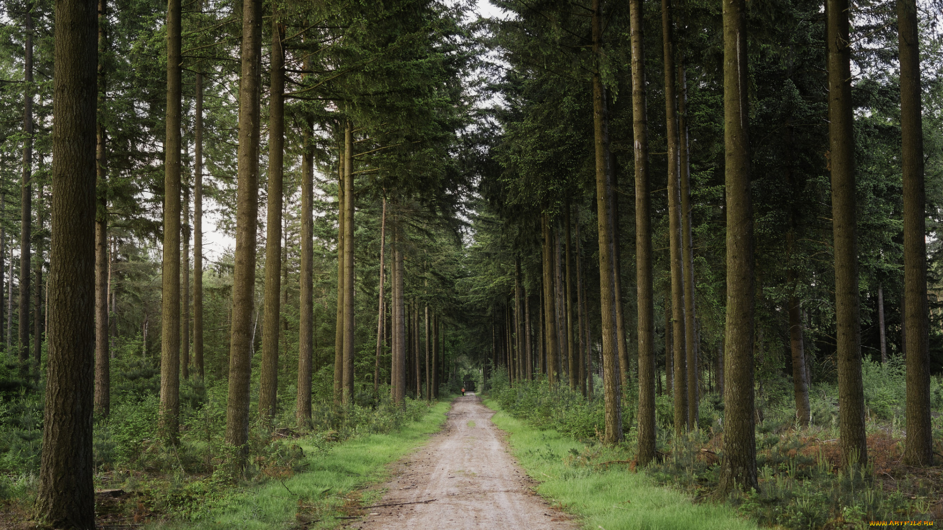 природа, дороги, простор