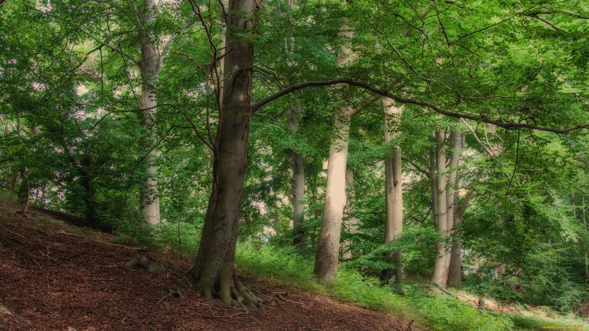 природа, лес, простор