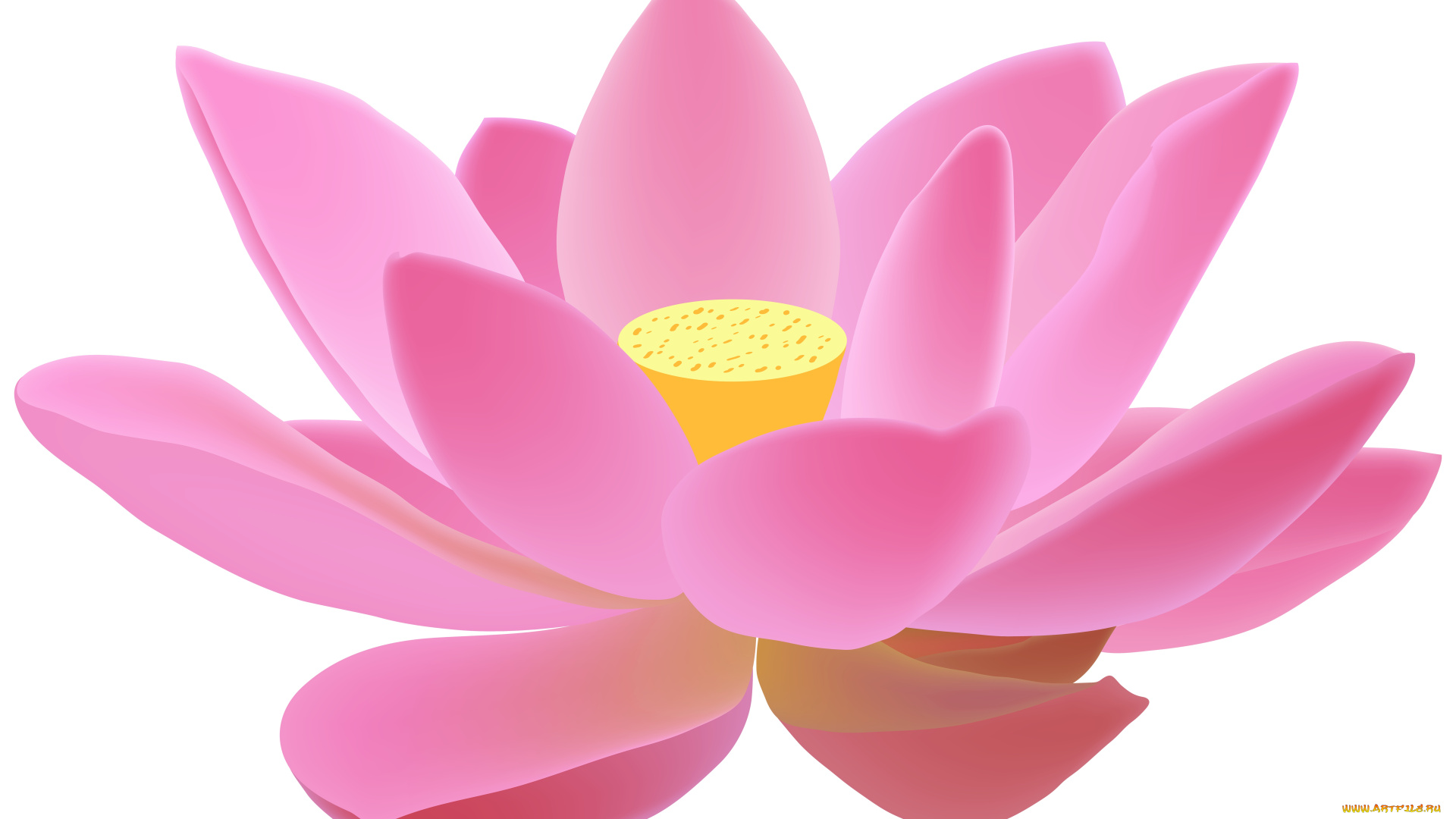 векторная, графика, цветы, , flowers, фон, лотос, лепестки