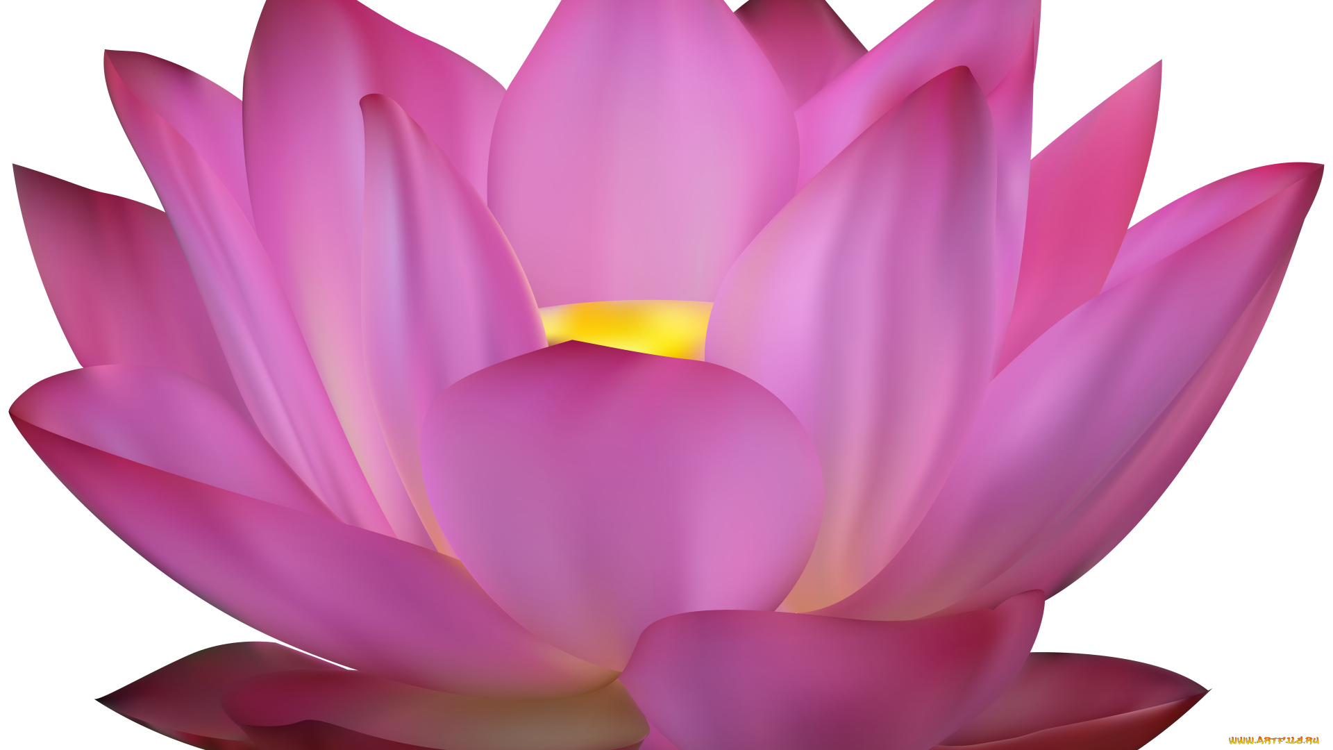 векторная, графика, цветы, , flowers, лепестки, фон, лотос