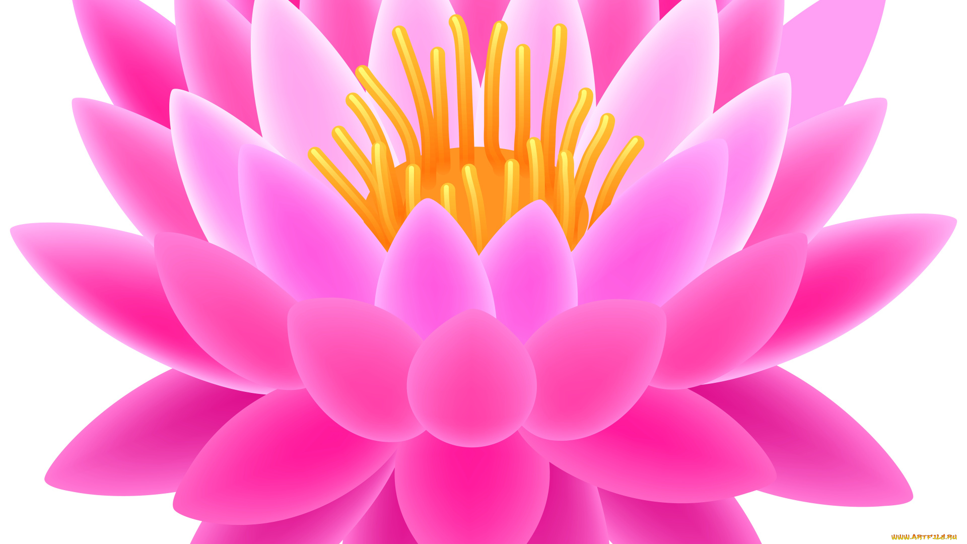 векторная, графика, цветы, , flowers, лотос, фон, лепестки