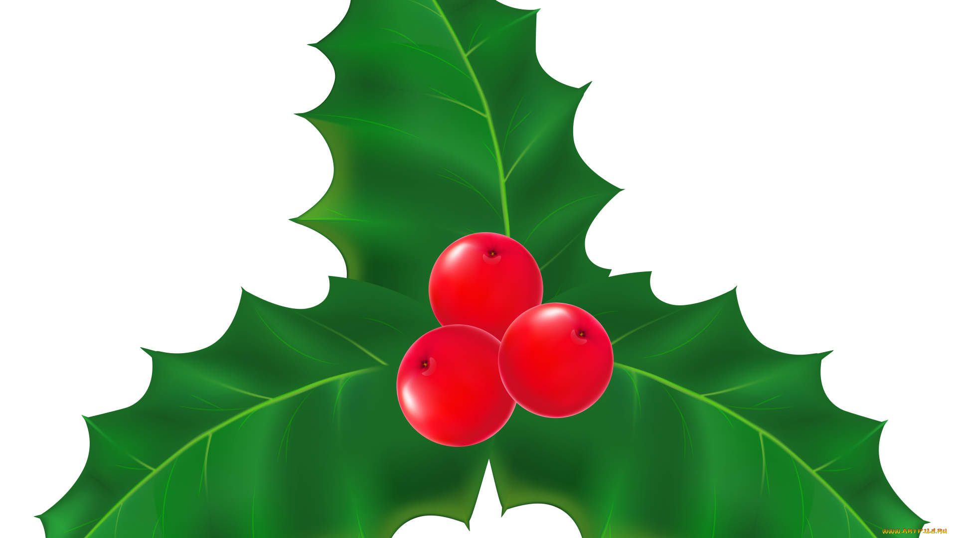 векторная, графика, природа, , nature, листья, фон, ягоды