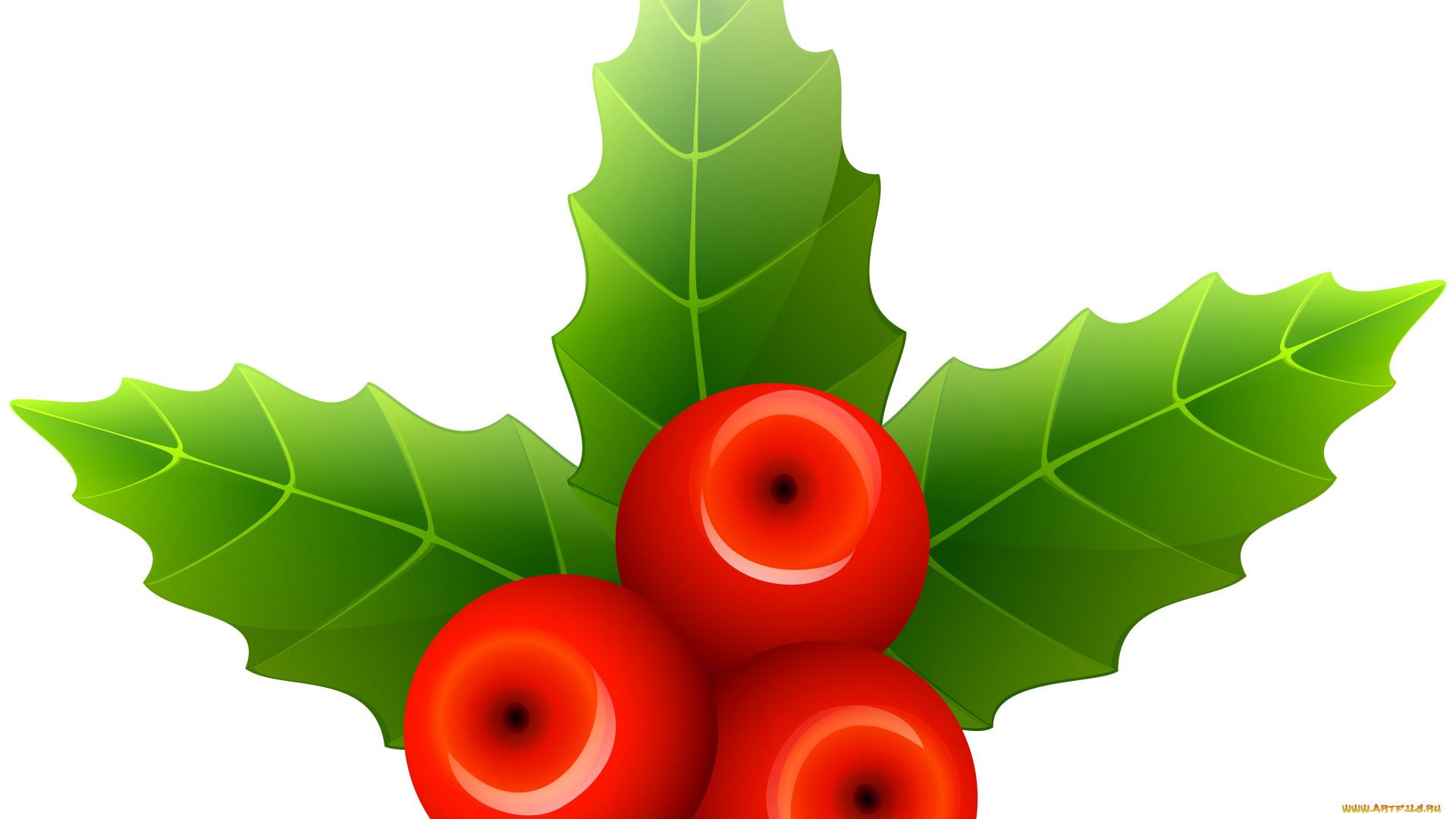 векторная, графика, природа, , nature, листья, фон, ягоды