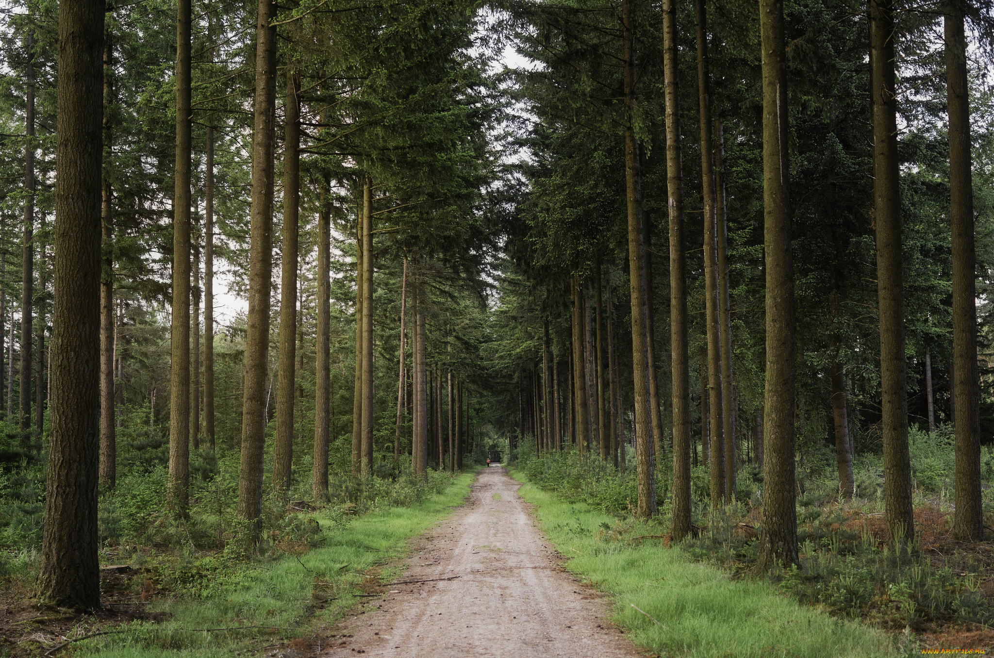 природа, дороги, простор