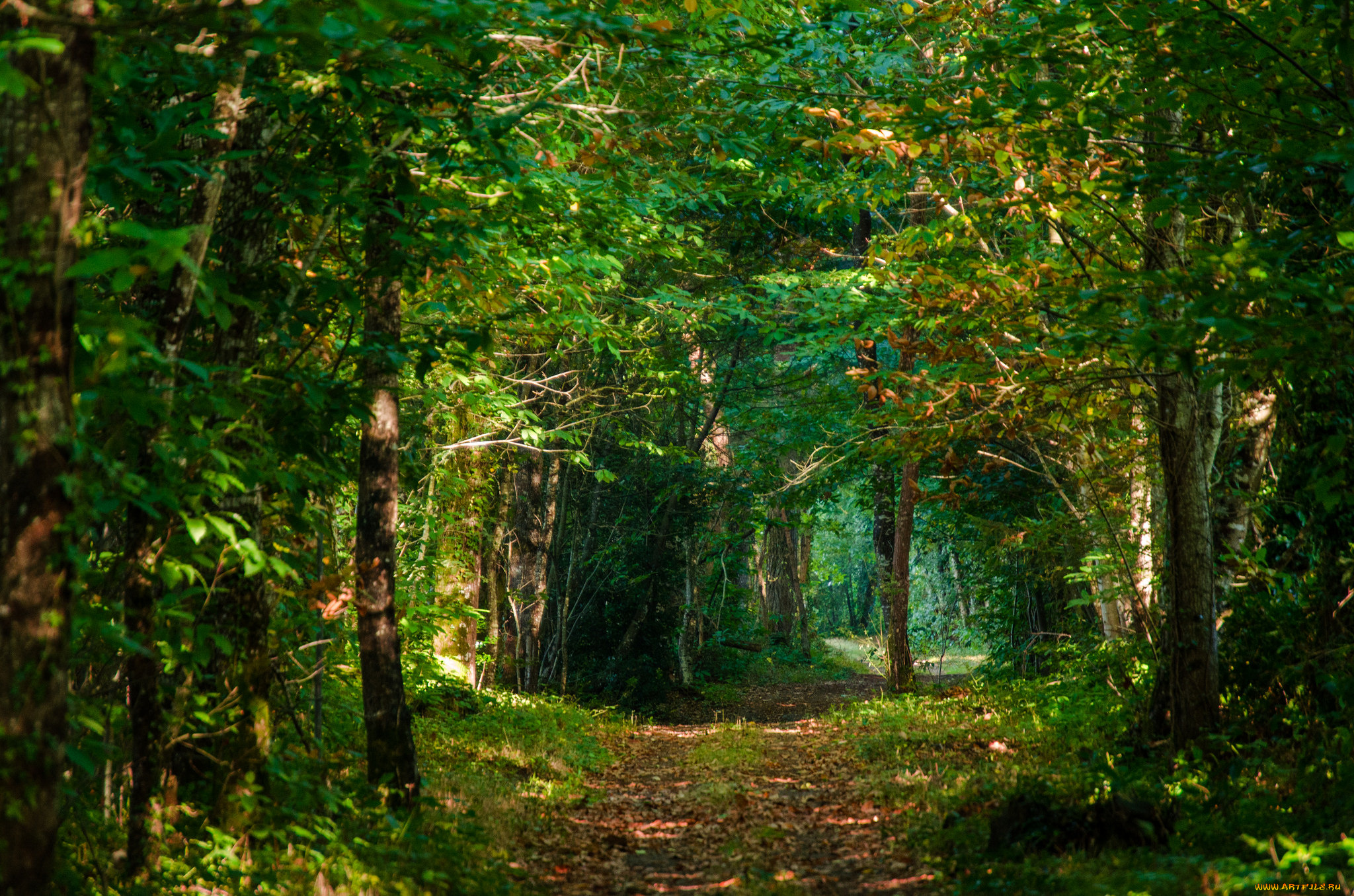 природа, дороги, простор