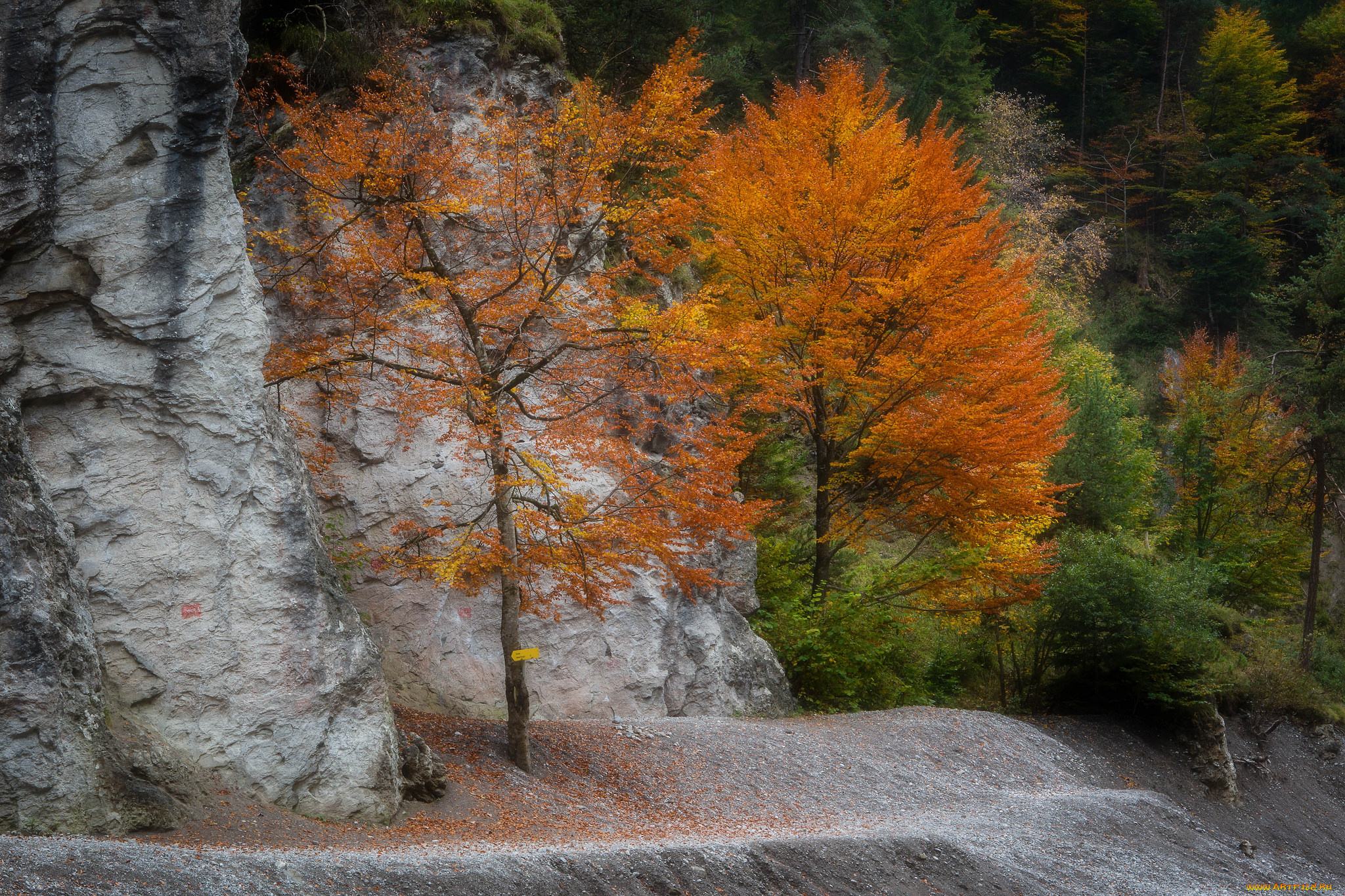 природа, деревья, простор