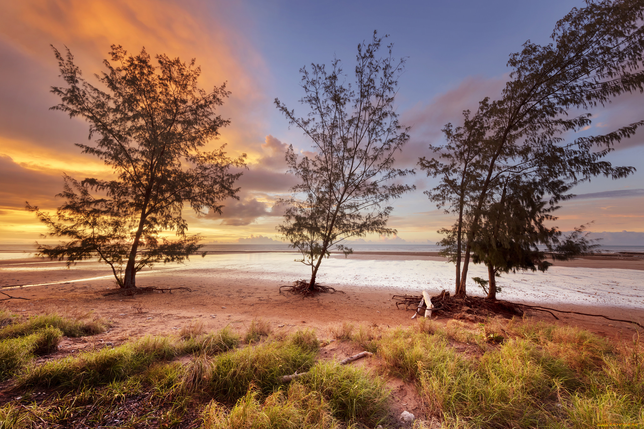 природа, деревья, простор