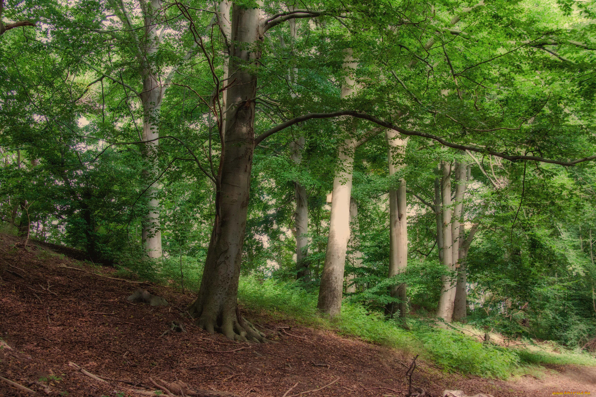 природа, лес, простор