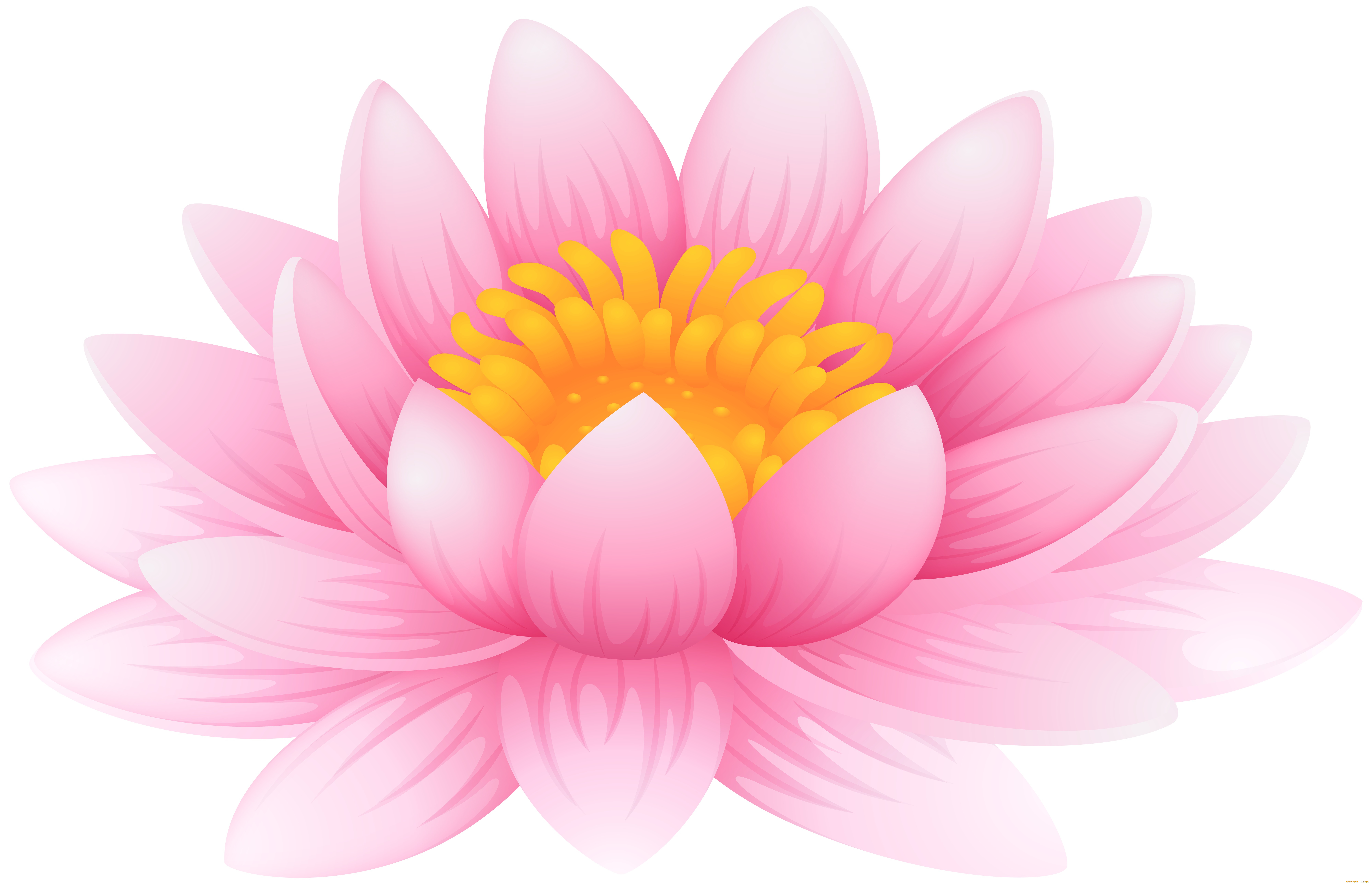 векторная, графика, цветы, , flowers, лотос, фон, лепестки