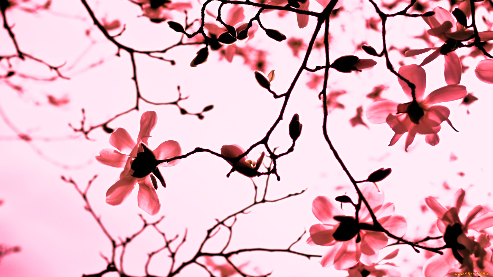 цветы, магнолии, цветение, ветки, дерево