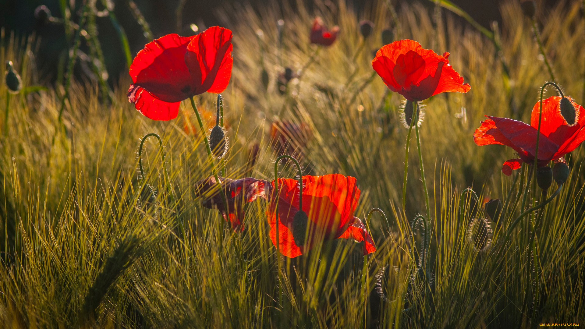 цветы, маки, трава