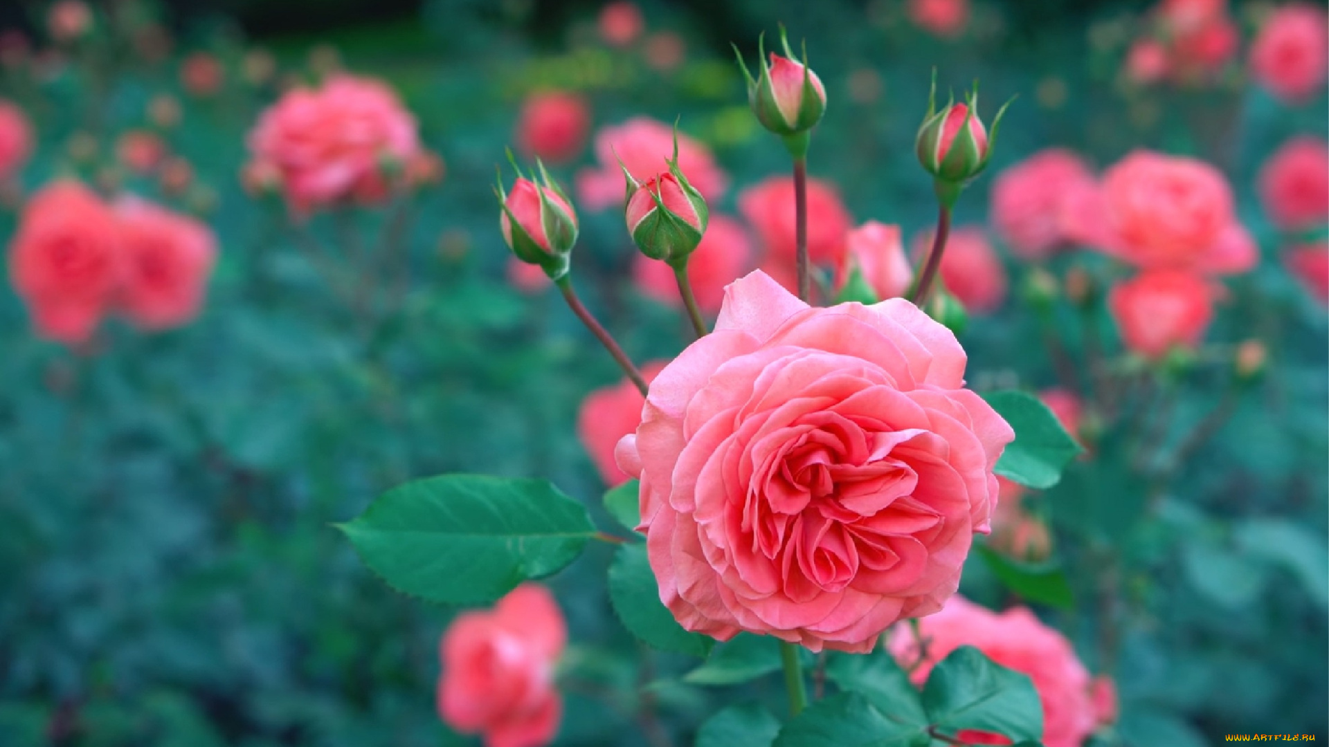 цветы, розы, роза