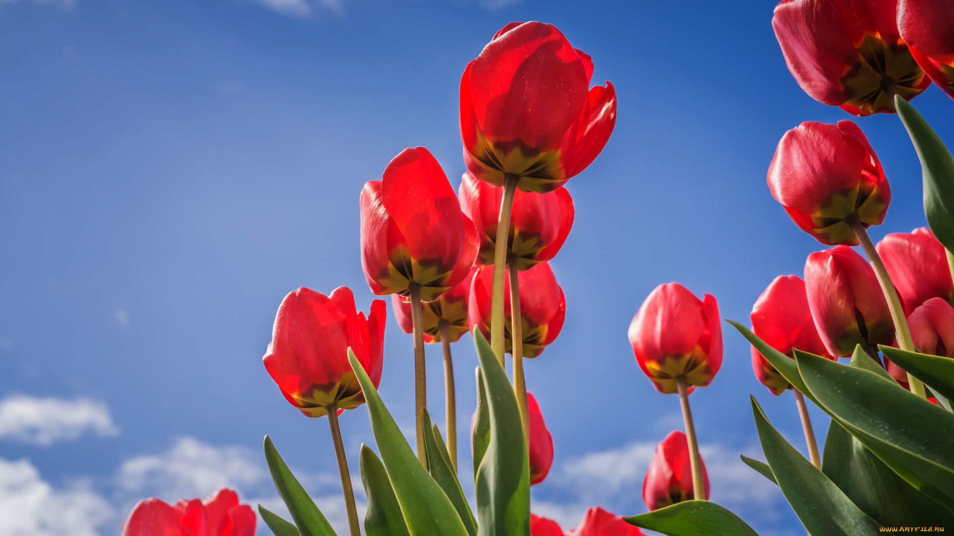 цветы, тюльпаны, красные