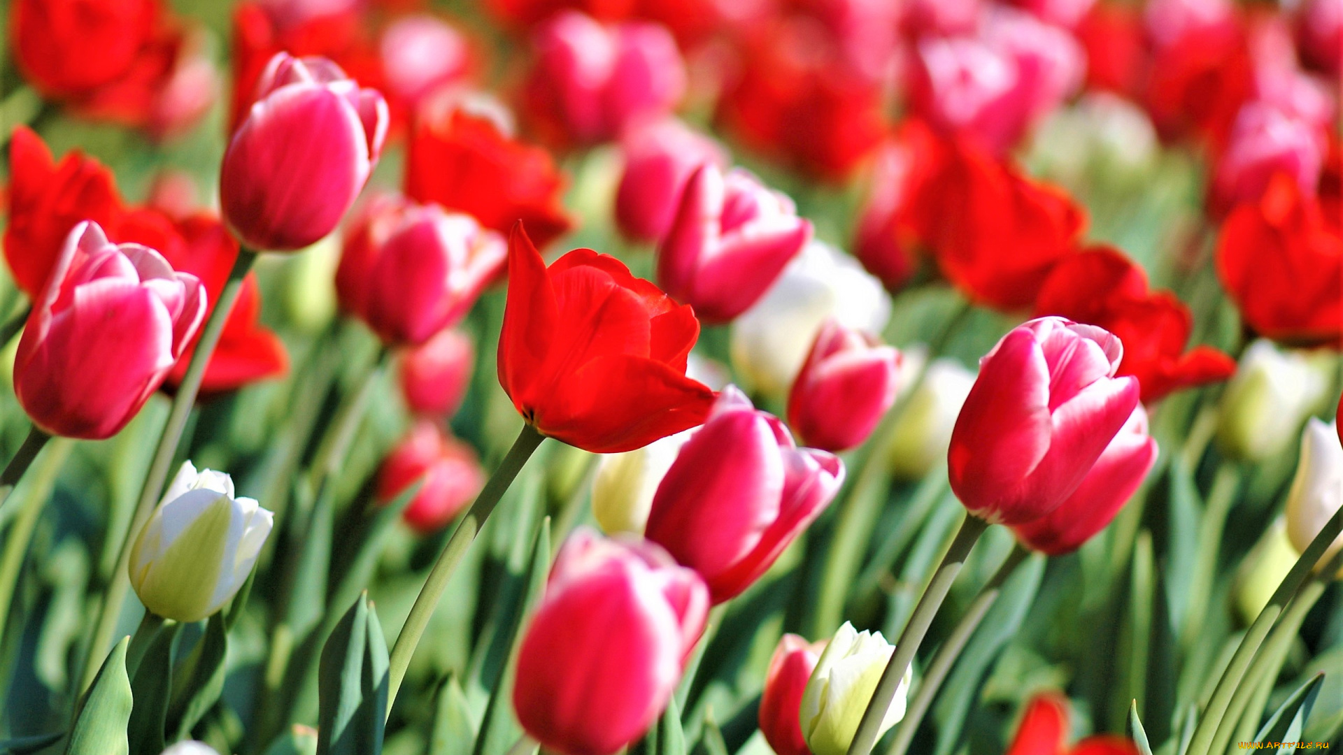 цветы, тюльпаны, красные, поле