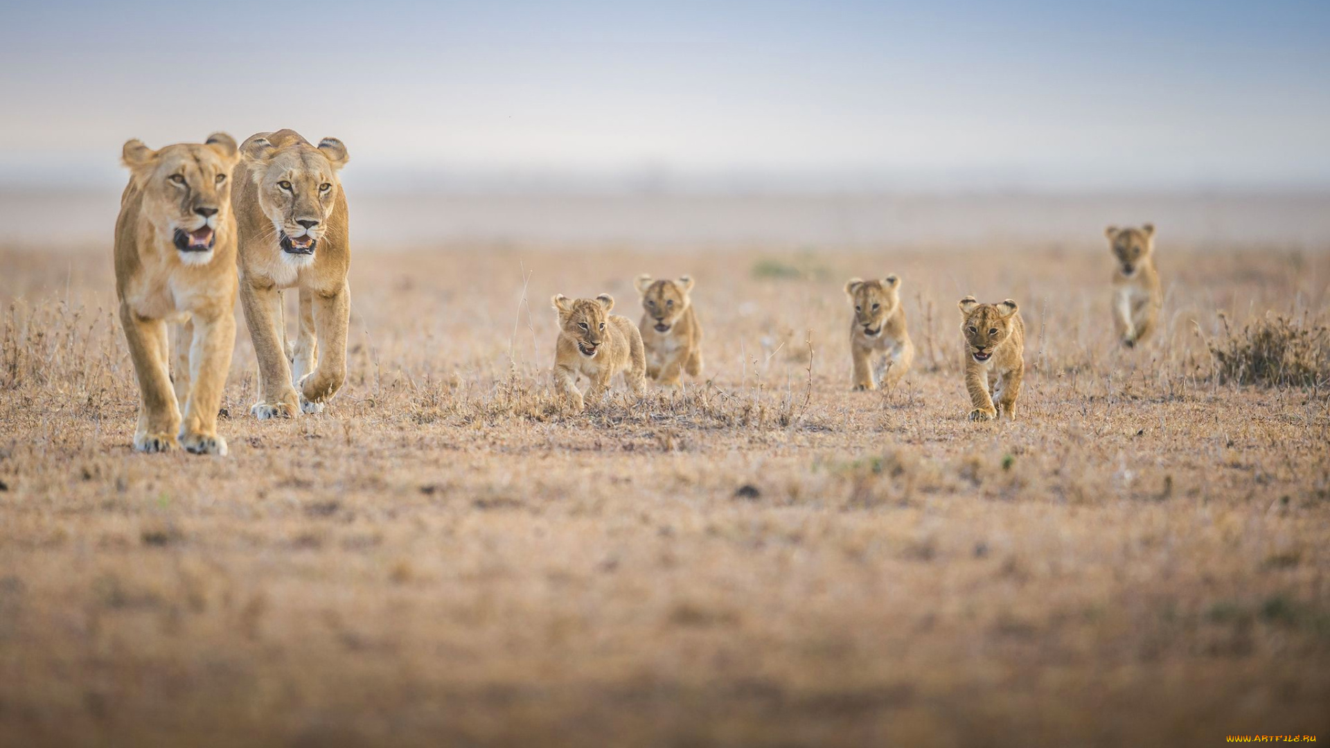 животные, львы, прайд