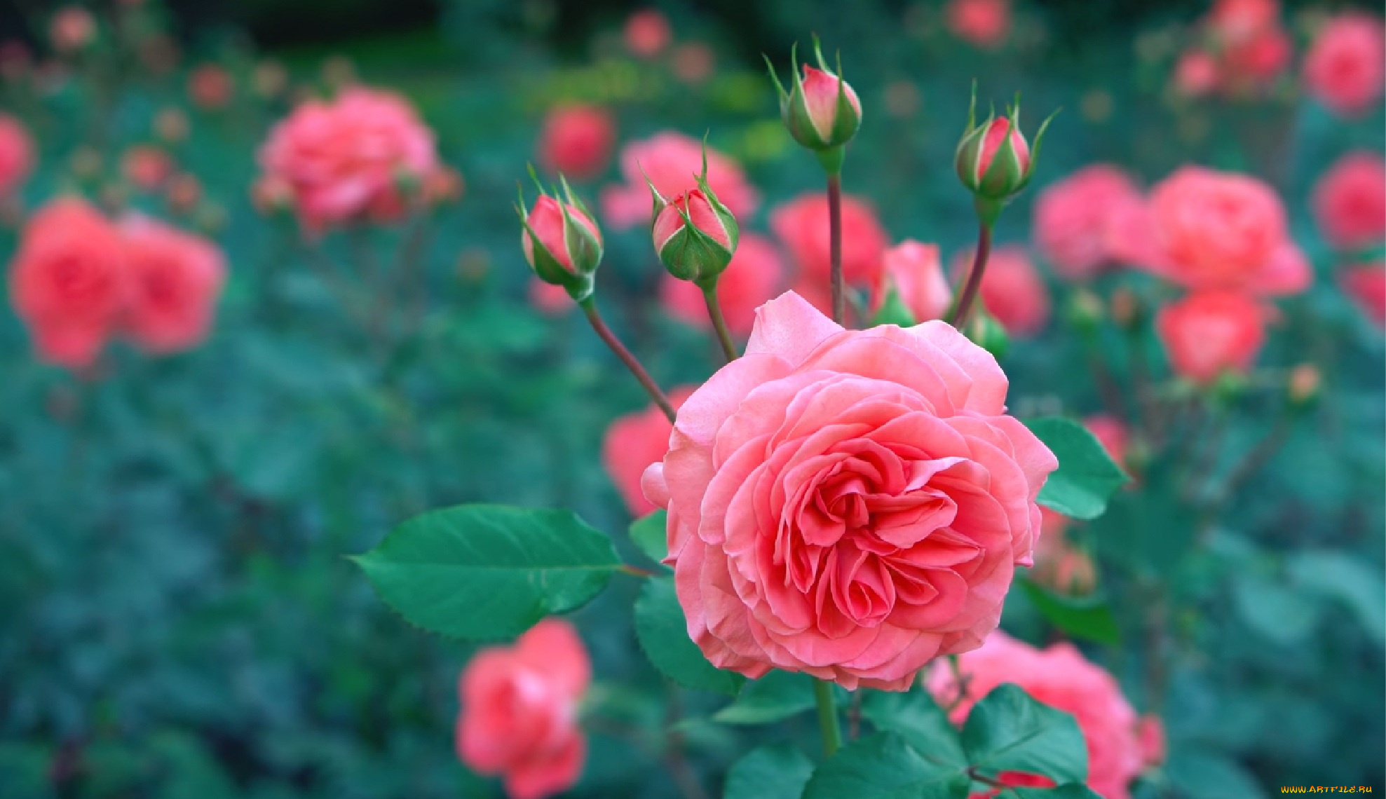 цветы, розы, роза