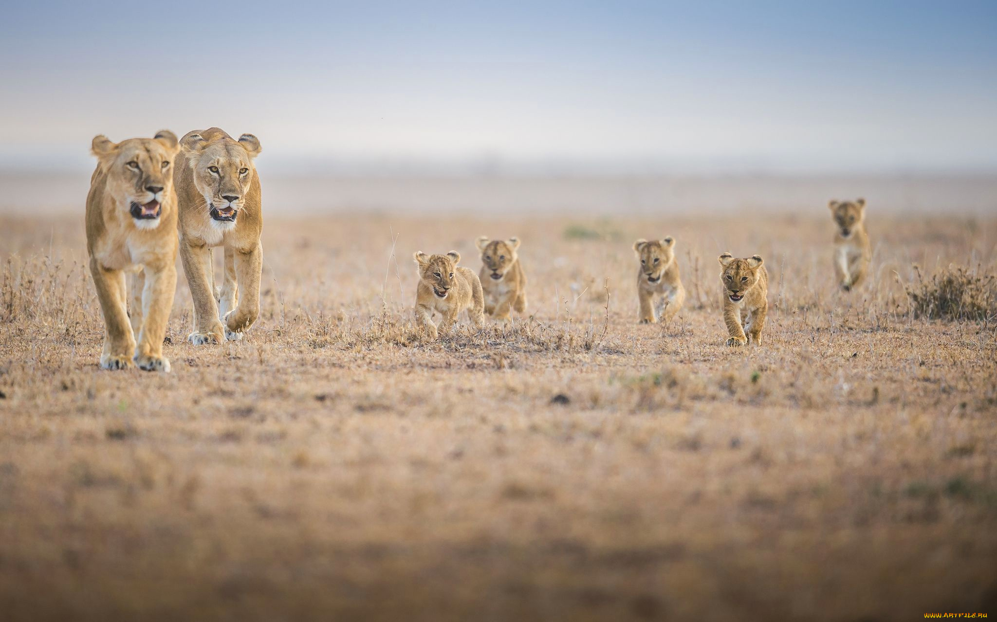 животные, львы, прайд