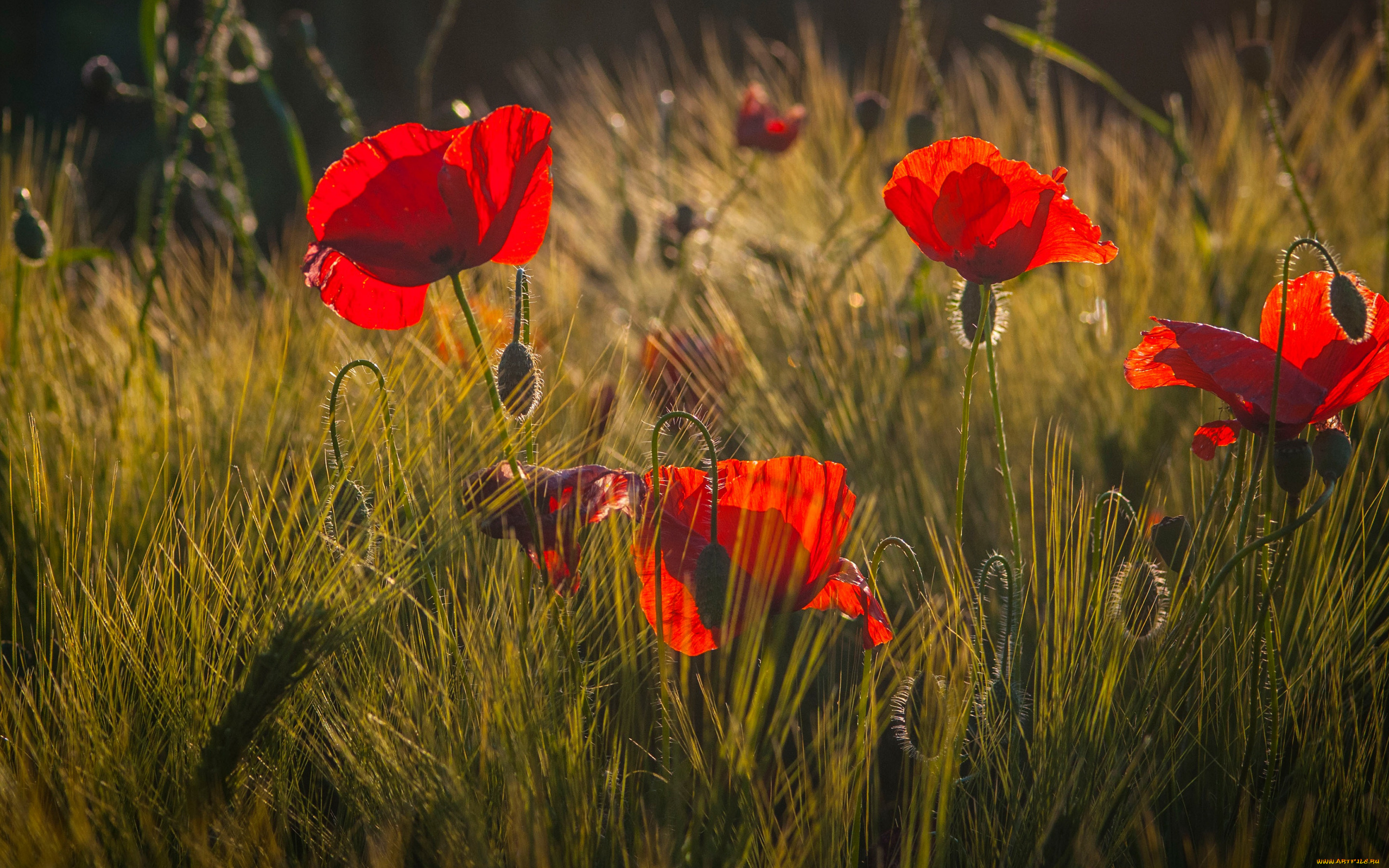 цветы, маки, трава