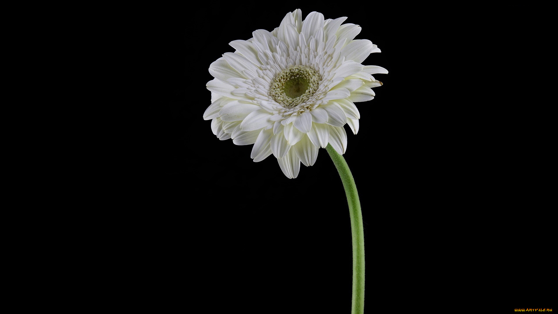 цветы, герберы, белая, гербера
