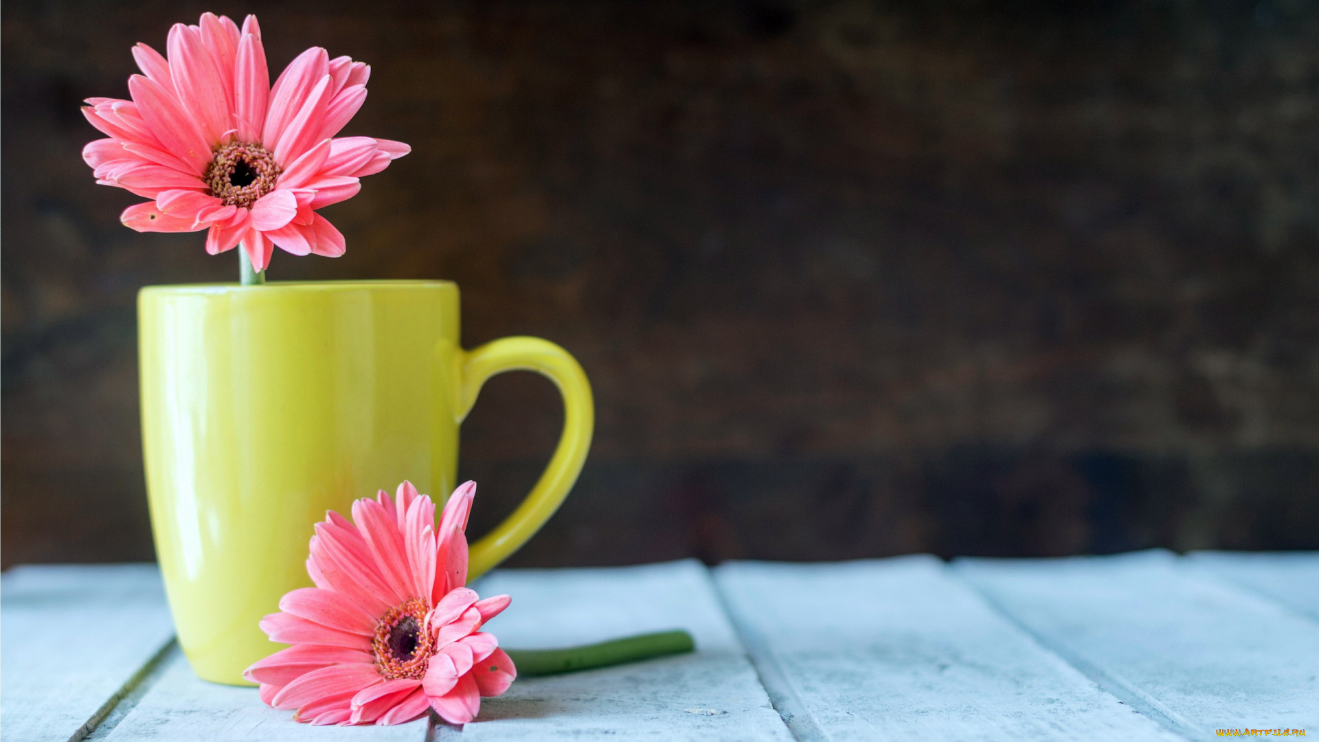 цветы, герберы, кружка, розовые