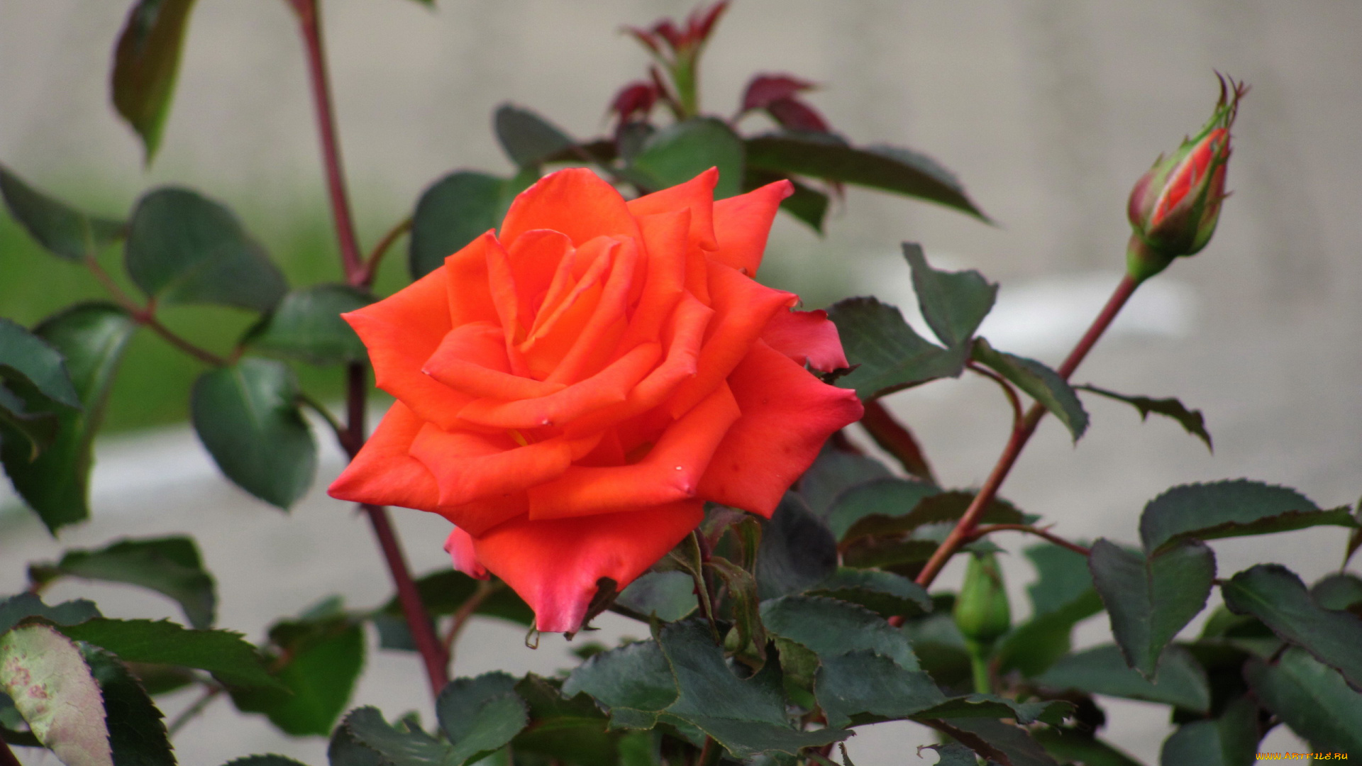 цветы, розы, куст, роза, бутон