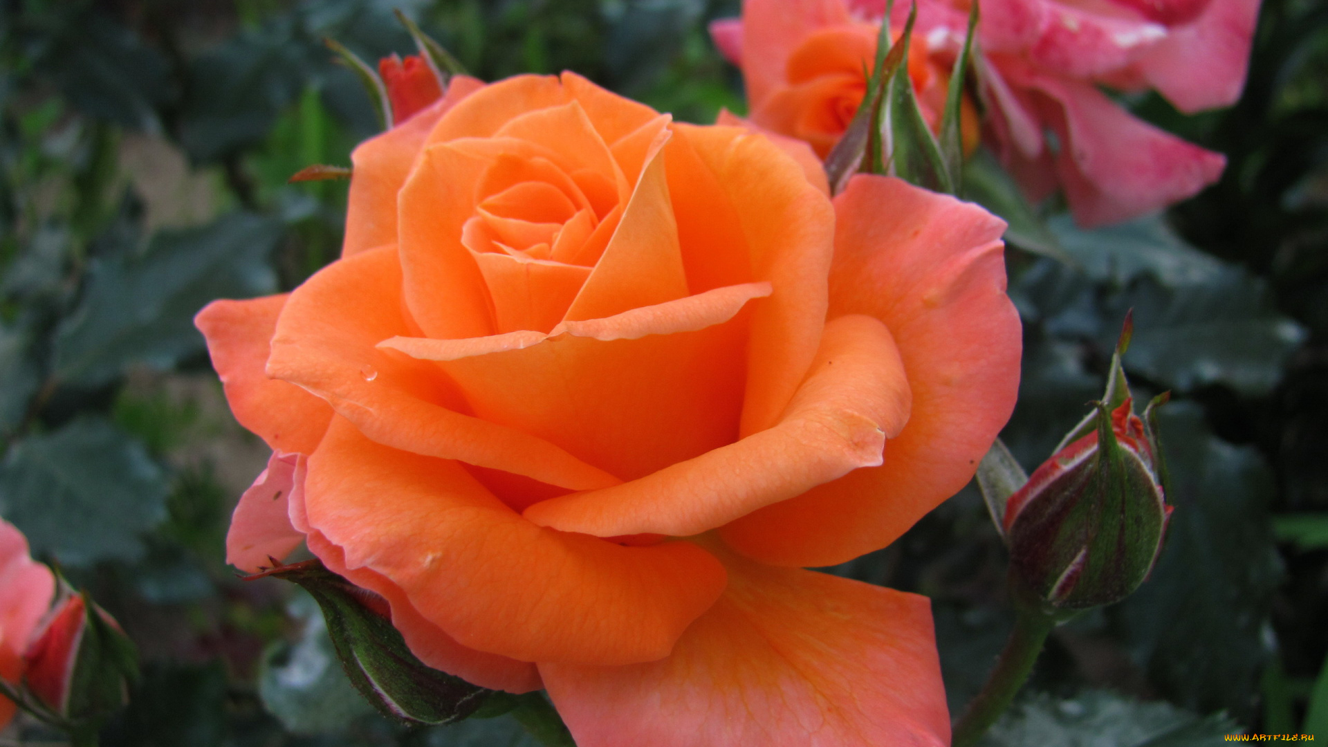 цветы, розы, роза, макро