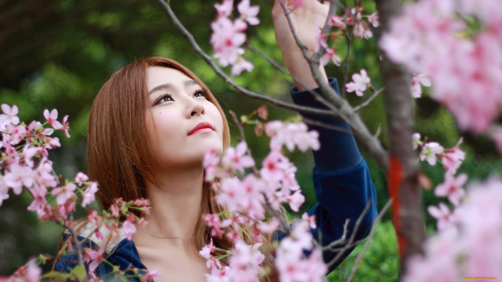 девушки, -, азиатки, рыжая, лицо, сакура