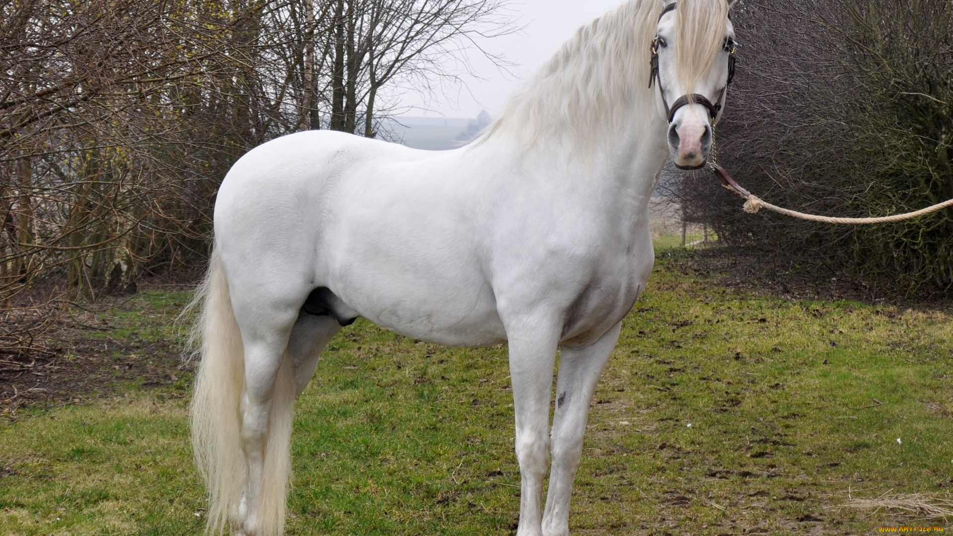 животные, лошади, конь, белый, деревья