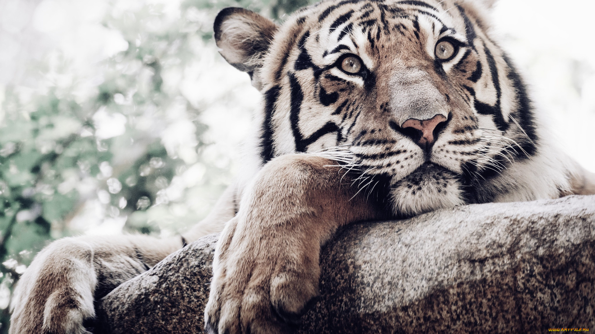 животные, тигры, тигр, голова, лапы, бревно